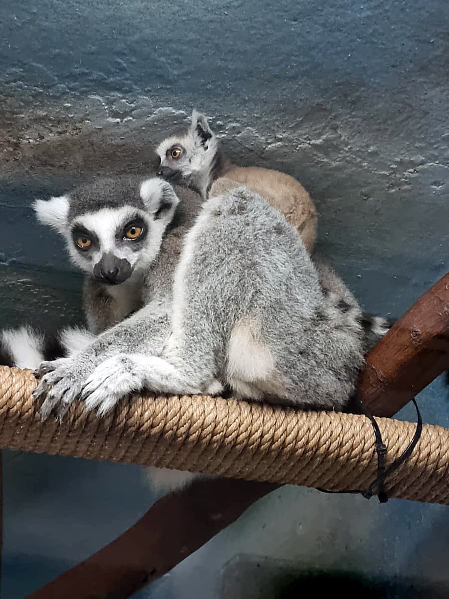 Mladý lemur sa nepohne