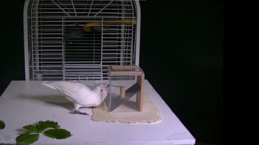 Papagáj Kakadu