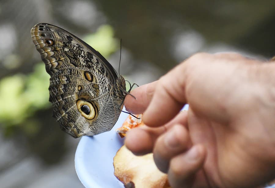 Výstava Motýle exotických trópov v tropickom skleníku Viktória v areáli Botanickej záhrady UPJŠ v Košiciach.