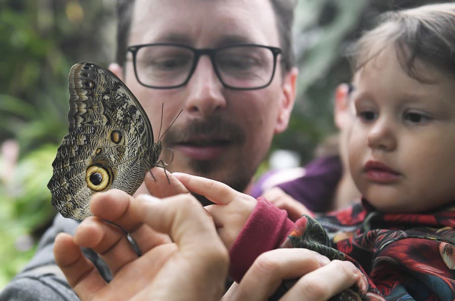 Výstava Motýle exotických trópov v tropickom skleníku Viktória v areáli Botanickej záhrady UPJŠ v Košiciach.