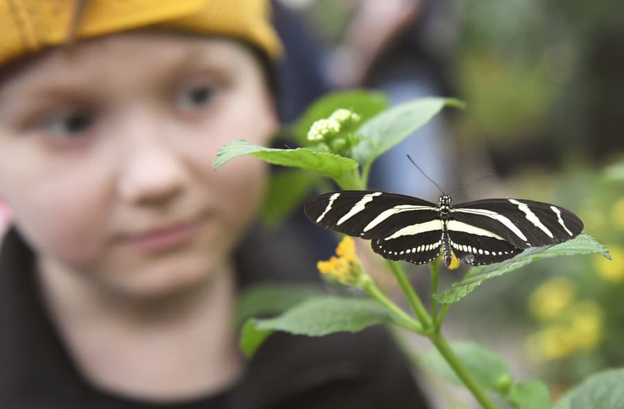 Výstava Motýle exotických trópov v tropickom skleníku Viktória v areáli Botanickej záhrady UPJŠ v Košiciach.