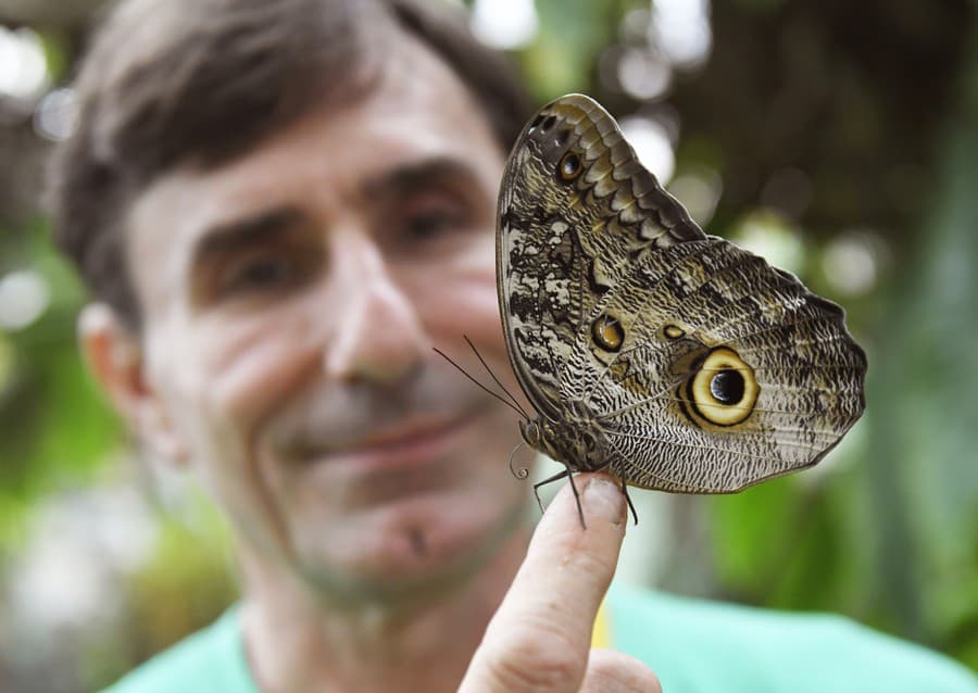 Výstava Motýle exotických trópov v tropickom skleníku Viktória v areáli Botanickej záhrady UPJŠ v Košiciach.