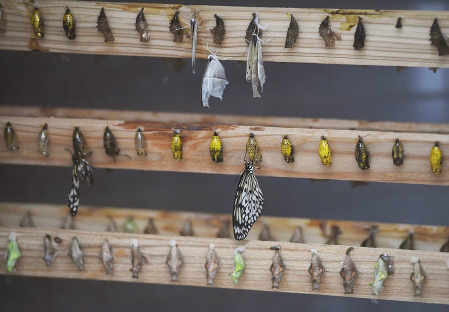 Výstava Motýle exotických trópov v tropickom skleníku Viktória v areáli Botanickej záhrady UPJŠ v Košiciach.