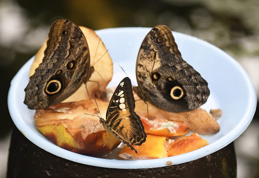 Výstava Motýle exotických trópov v tropickom skleníku Viktória v areáli Botanickej záhrady UPJŠ v Košiciach.