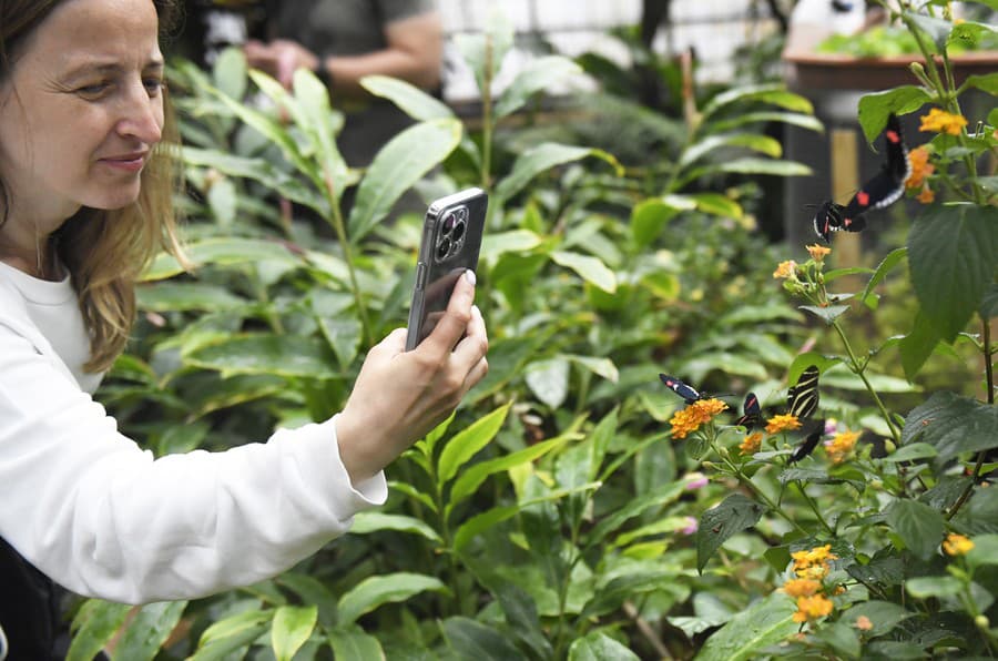 Výstava Motýle exotických trópov v tropickom skleníku Viktória v areáli Botanickej záhrady UPJŠ v Košiciach.