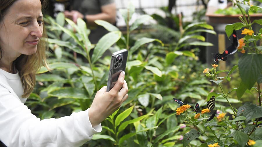 Výstava Motýle exotických trópov v tropickom skleníku Viktória v areáli Botanickej záhrady UPJŠ v Košiciach.