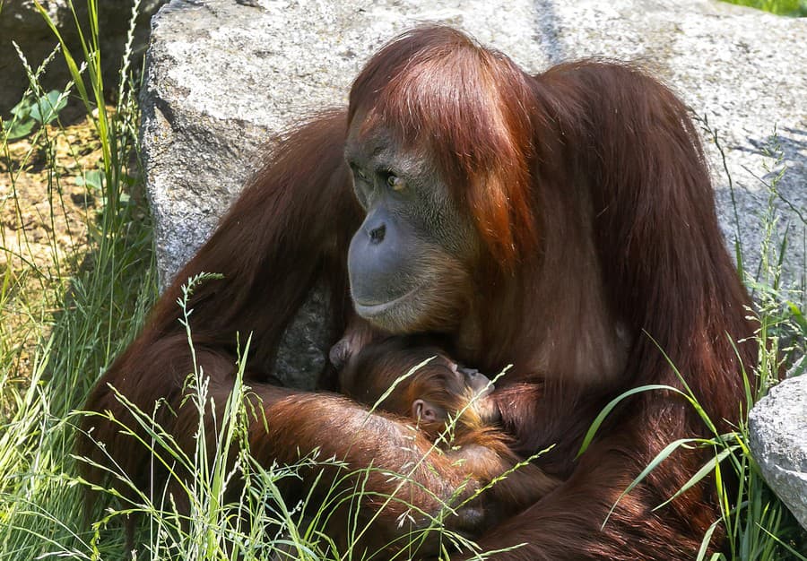 Zoologická záhrada v Bratislave