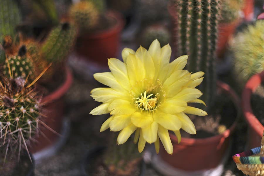 Kaktus Trichocereus.