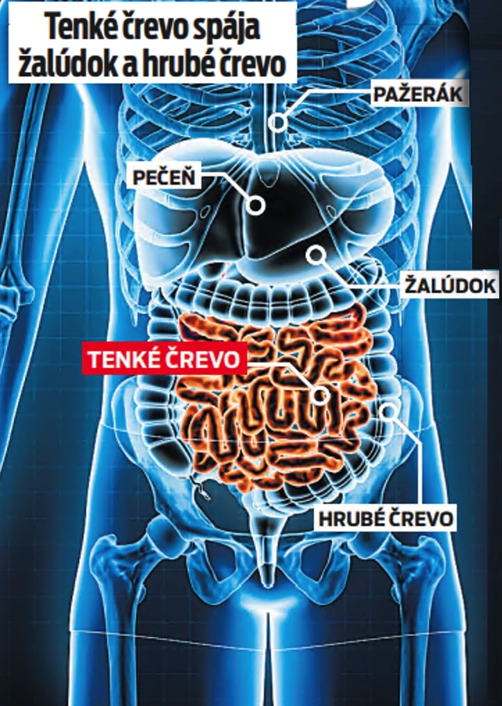 Tenké črevo spája žalúdok