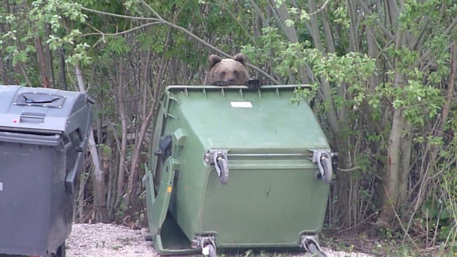 Medveď je inteligentné zviera,