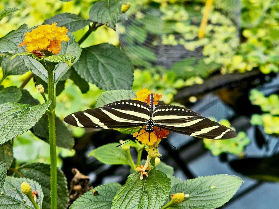 Zebra dlhokrídlová