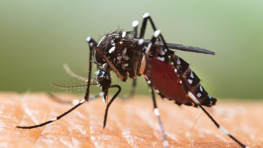 Komár tigrovaný (Aedes albopictus)