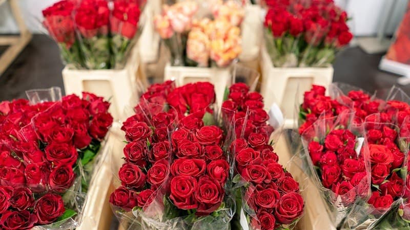 Najviac fairtrade rezaných ruží