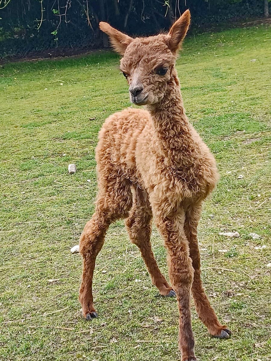 Počas strihania si veterinár