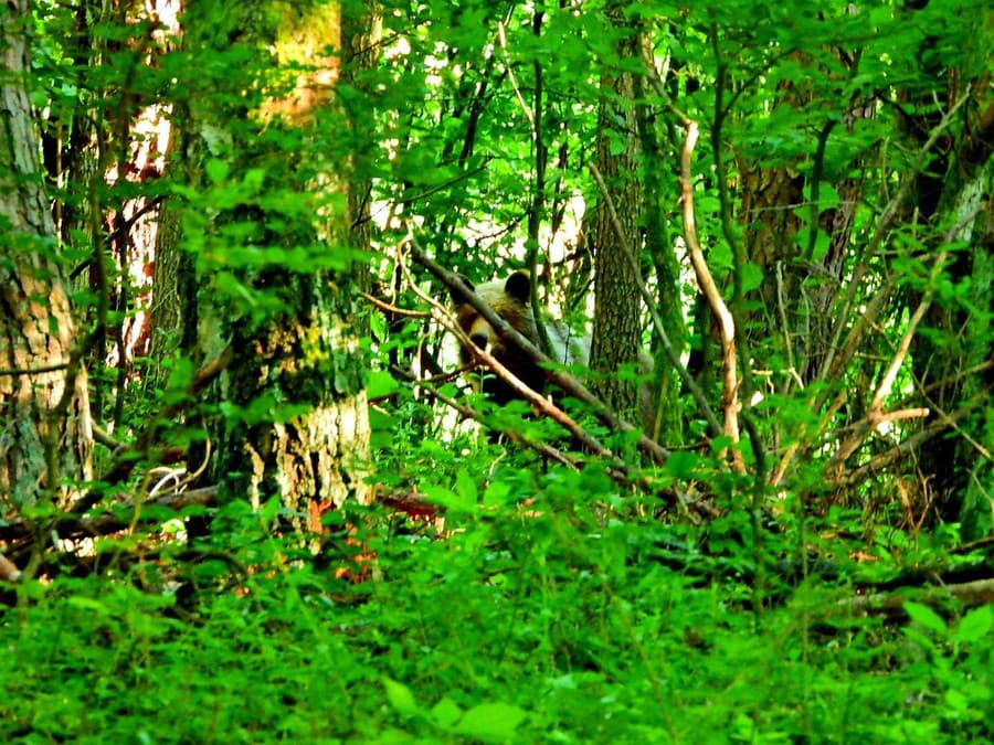 Michal v lesoch pri obci Sebedín-Bečov stretol medveďa.