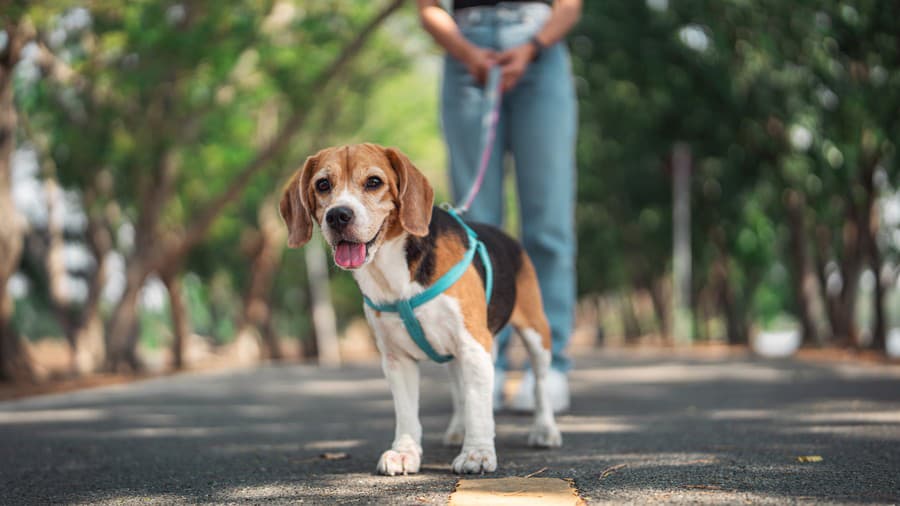 Owner and her beagle