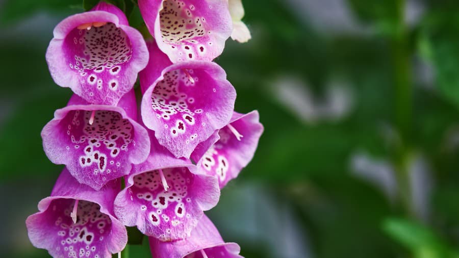 Digitalis purpurea je jedovatá