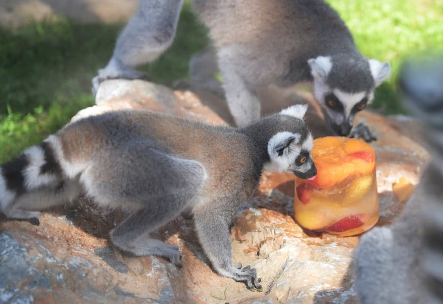 Na snímke lemur kata