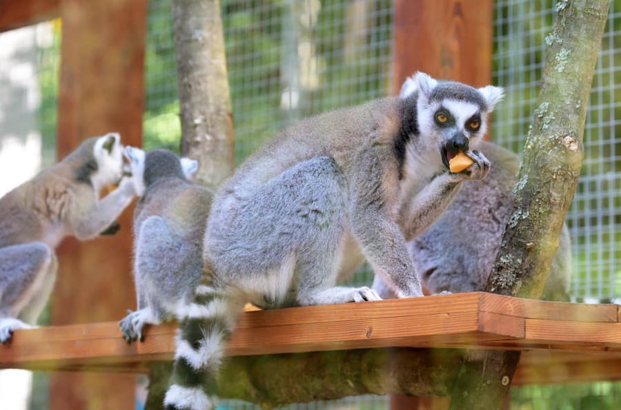 Lemur kata s ovocím