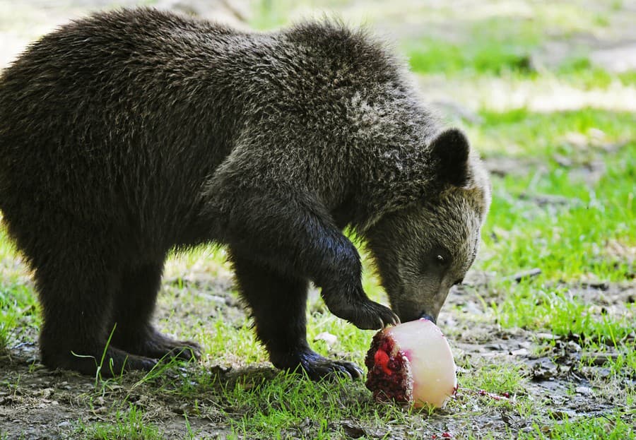 Macko si vývar v ľadovej verzii dosýtosti vychutnal.