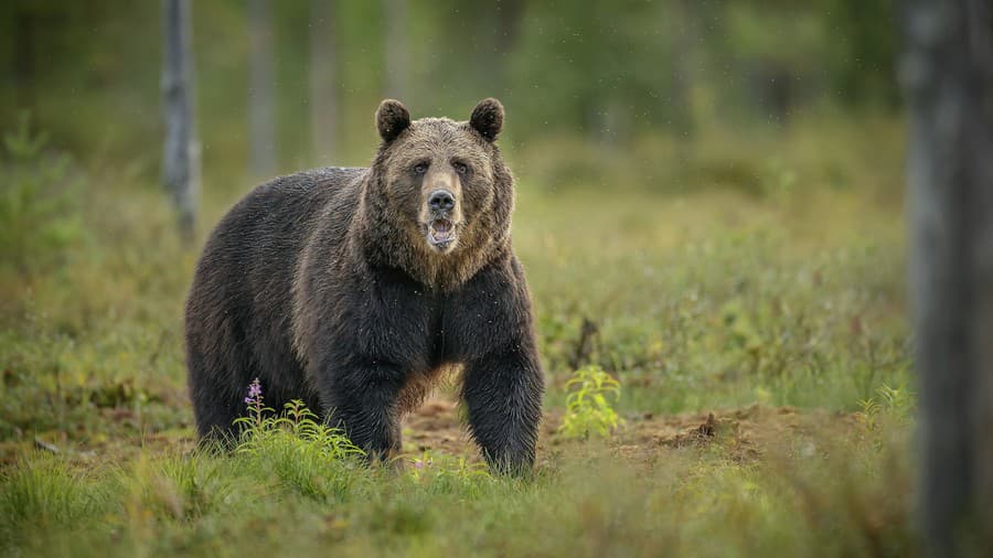 Rumunsko usmrtí takmer 500 medveďov po zabití turistky (ilustračná fotografia).