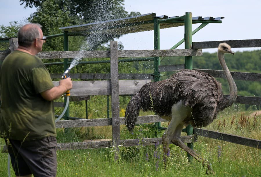 V košickej zoo počas