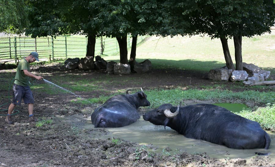 V košickej zoo počas