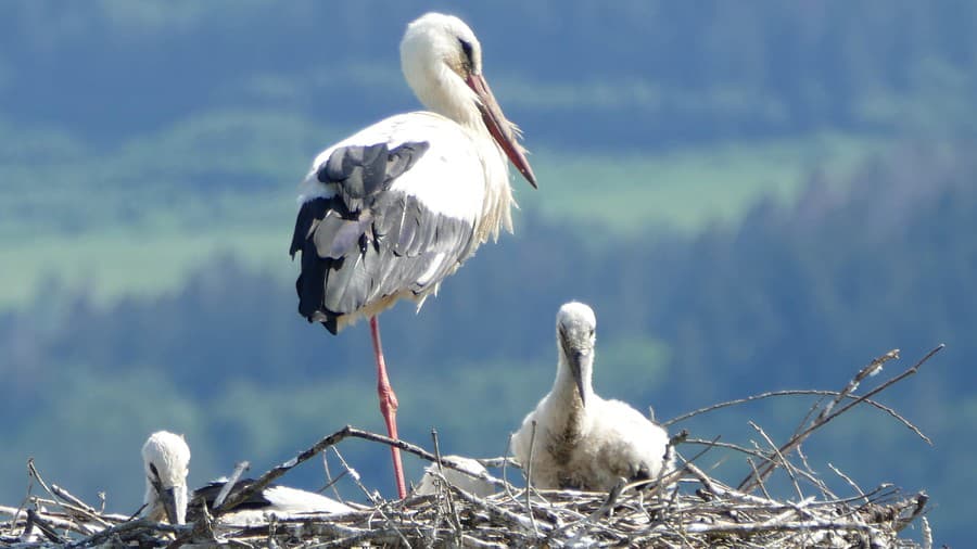 V Prešovskom a Košickom