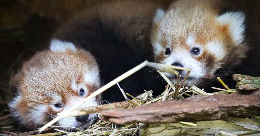 Samicu získala bojnická zoo