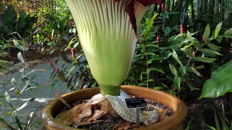 Amorphophallus titanum