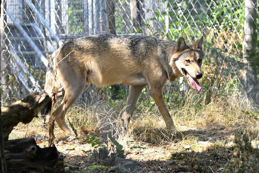 Zoo Bratislava si pripomenula