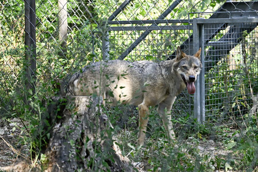 Zoo Bratislava si pripomenula