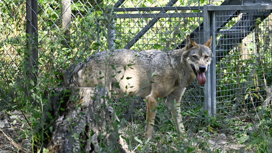 Zoo Bratislava si pripomenula