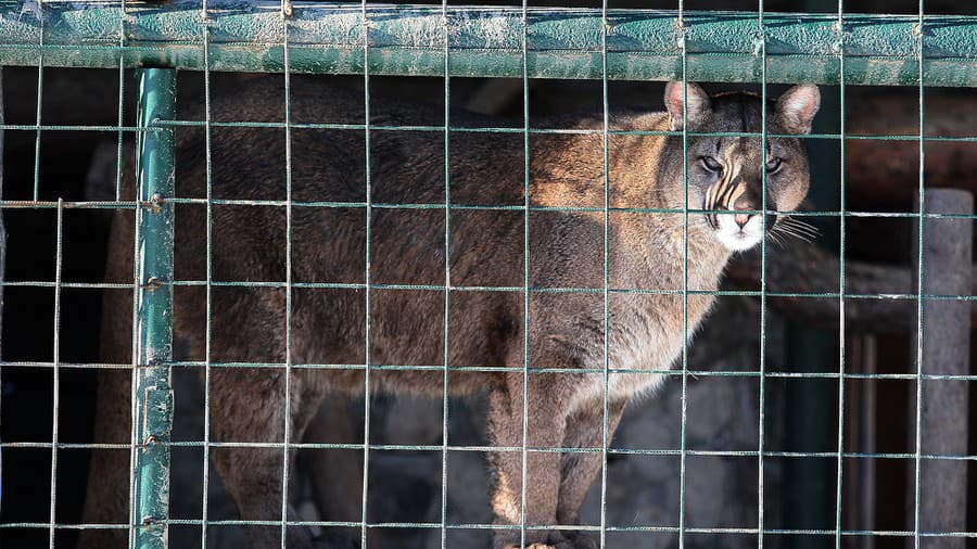 V zoo boli chované