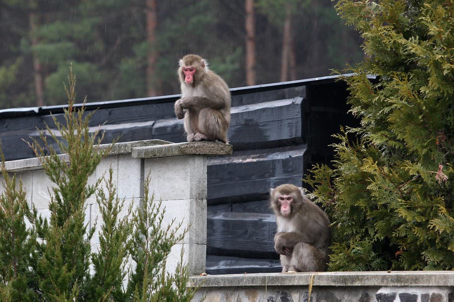 V areáli zoo je