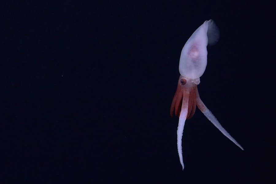 Chobotnica Promachoteuthis bola na