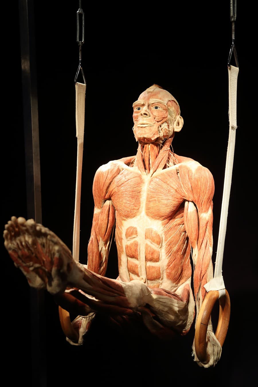 Výstava skutočných ľudských tiel BODY WORLDS.
