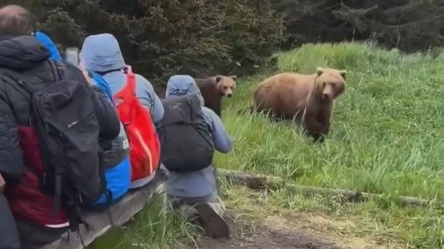 Video zachytáva, ako medvedica