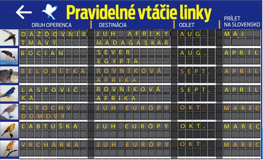 Pravidelné vtáčie linky 
