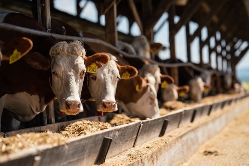 Aj výroba produktov K- Z lásky k tradícii umožňuje farmám  v Bánovskej kotline pokračovať v chove dobytka, mliekareň im vďaka spolupráci s Kauflandom garantuje pravidelný odber mlieka  