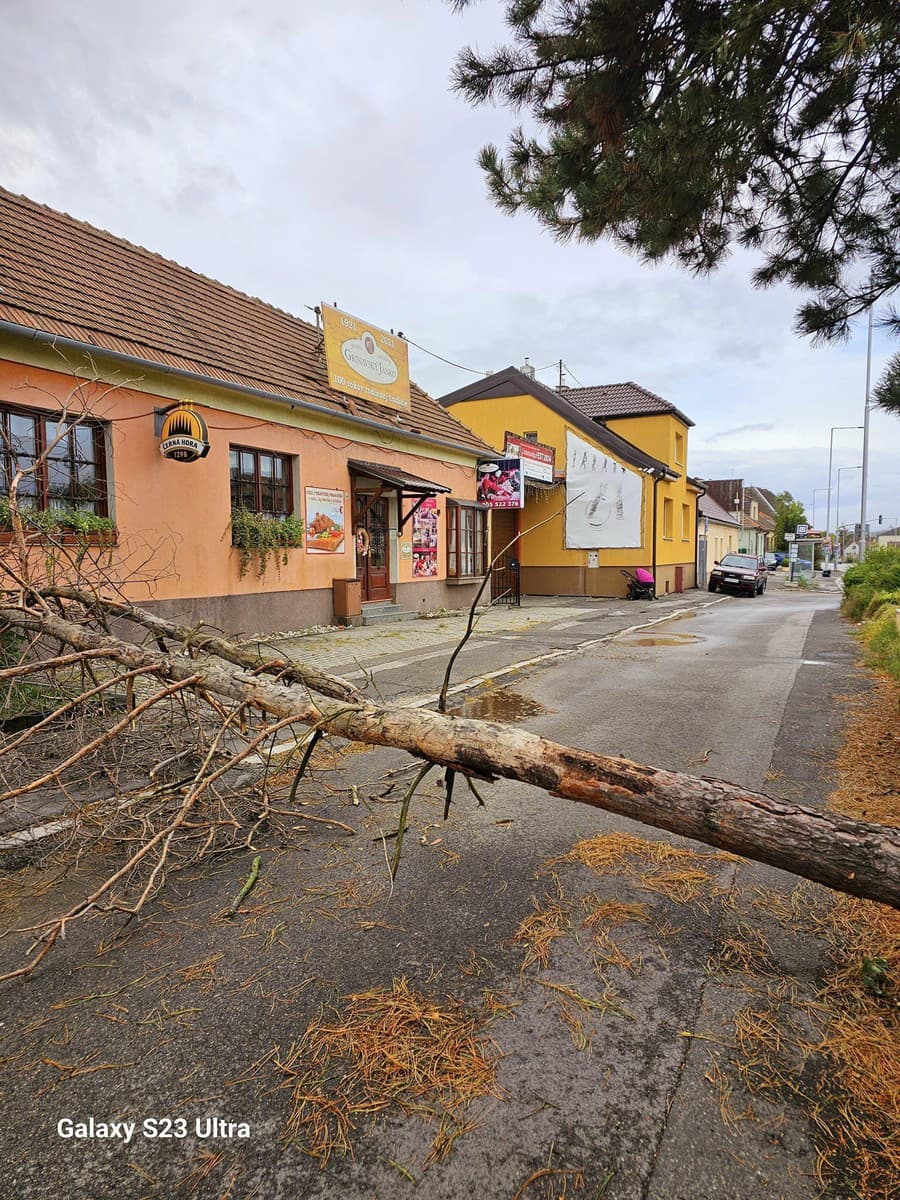 Vietor vyvalil starý strom