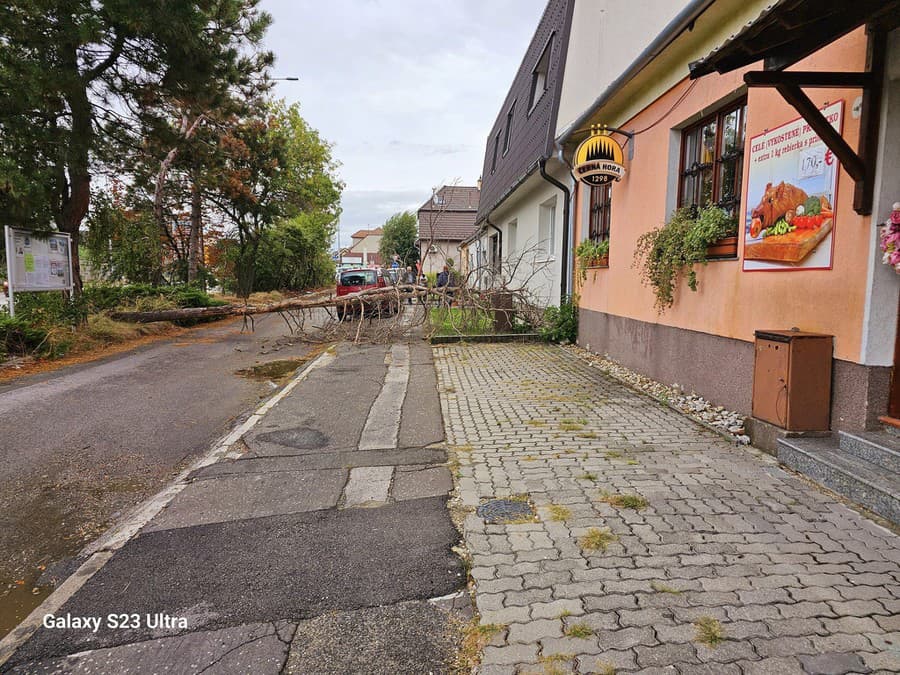 Vietor vyvalil starý strom