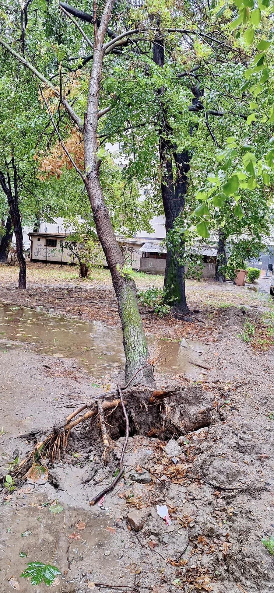 Vyvrátený strom v Ružinove.