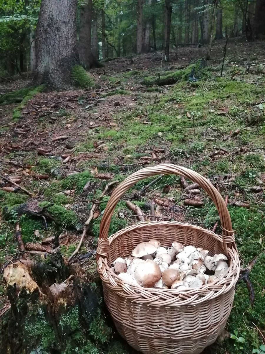 Slováci sa podelili so