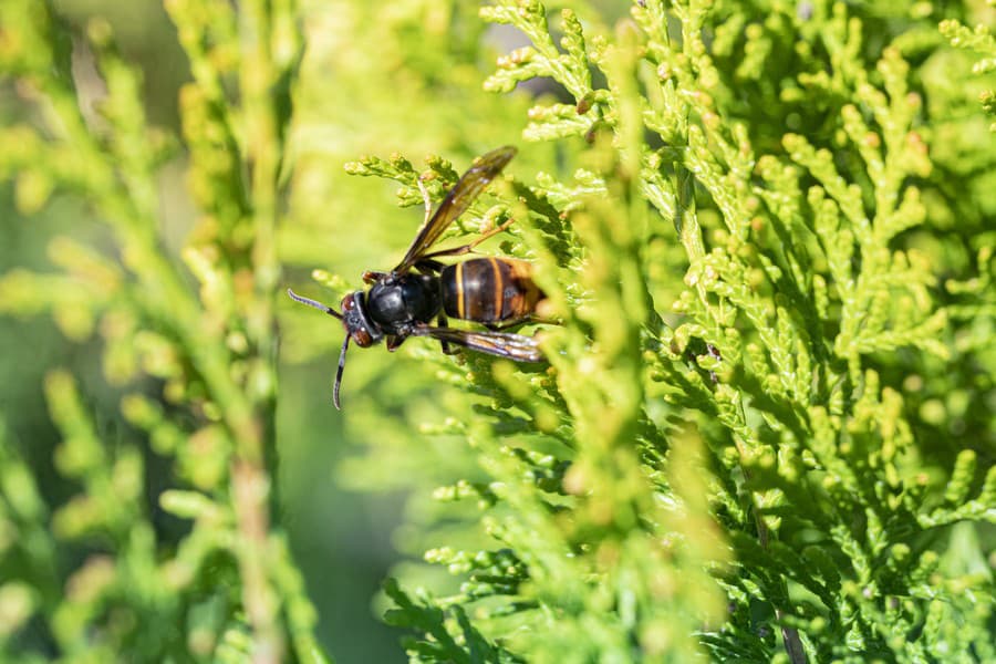 Asian hornet (Vespa velutina),