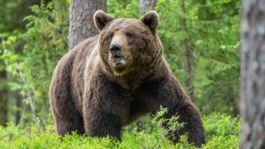 Podľa kompetentných predstavujú medvede