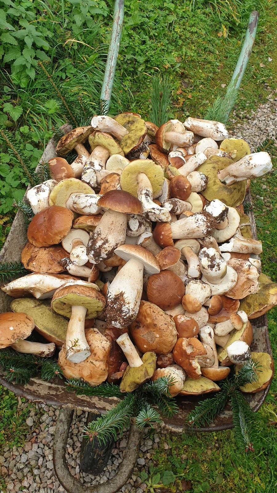 Úžasné, čo hubárka objavila na Horehroní. 