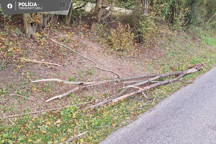 Na idúce auto spadol na Záhorí odlomený strom.