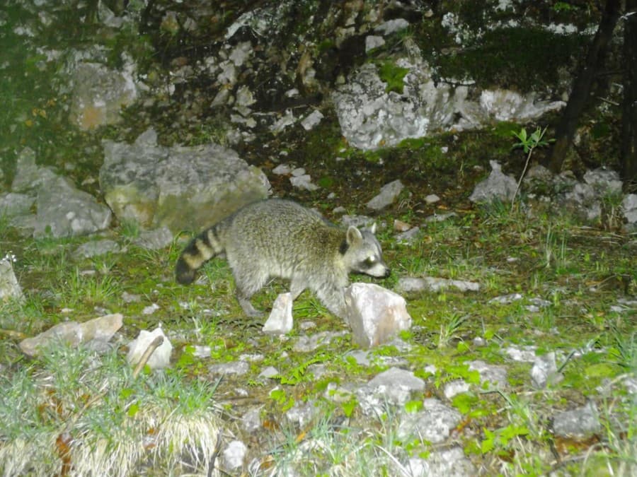 Ochranári zachytili na fotopascu