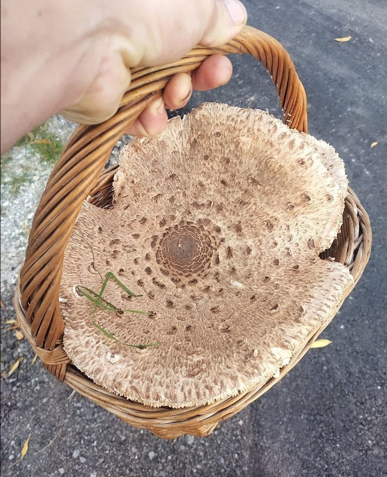 Neuveriteľný úlovok. Bedľa bola veľká ako dáždnik. 